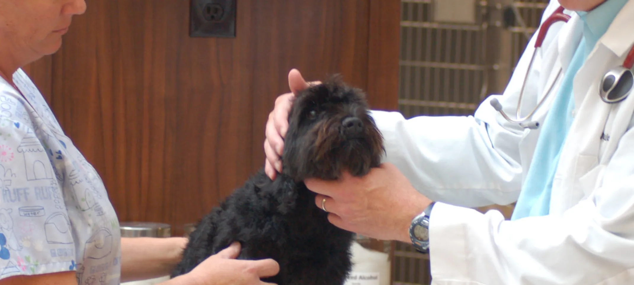 Doctor and staff member caring for a black dog on a table Doctor and staff member caring for a black dog on a table