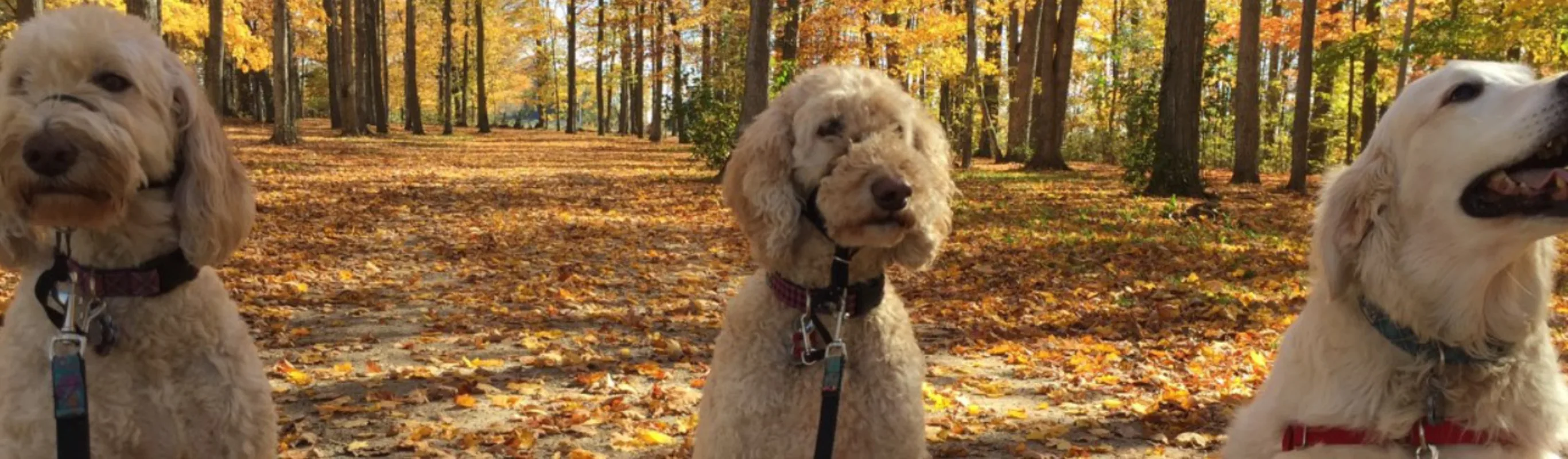 Three dogs sitting surrounded by fall leaves Three dogs sitting surrounded by fall leaves