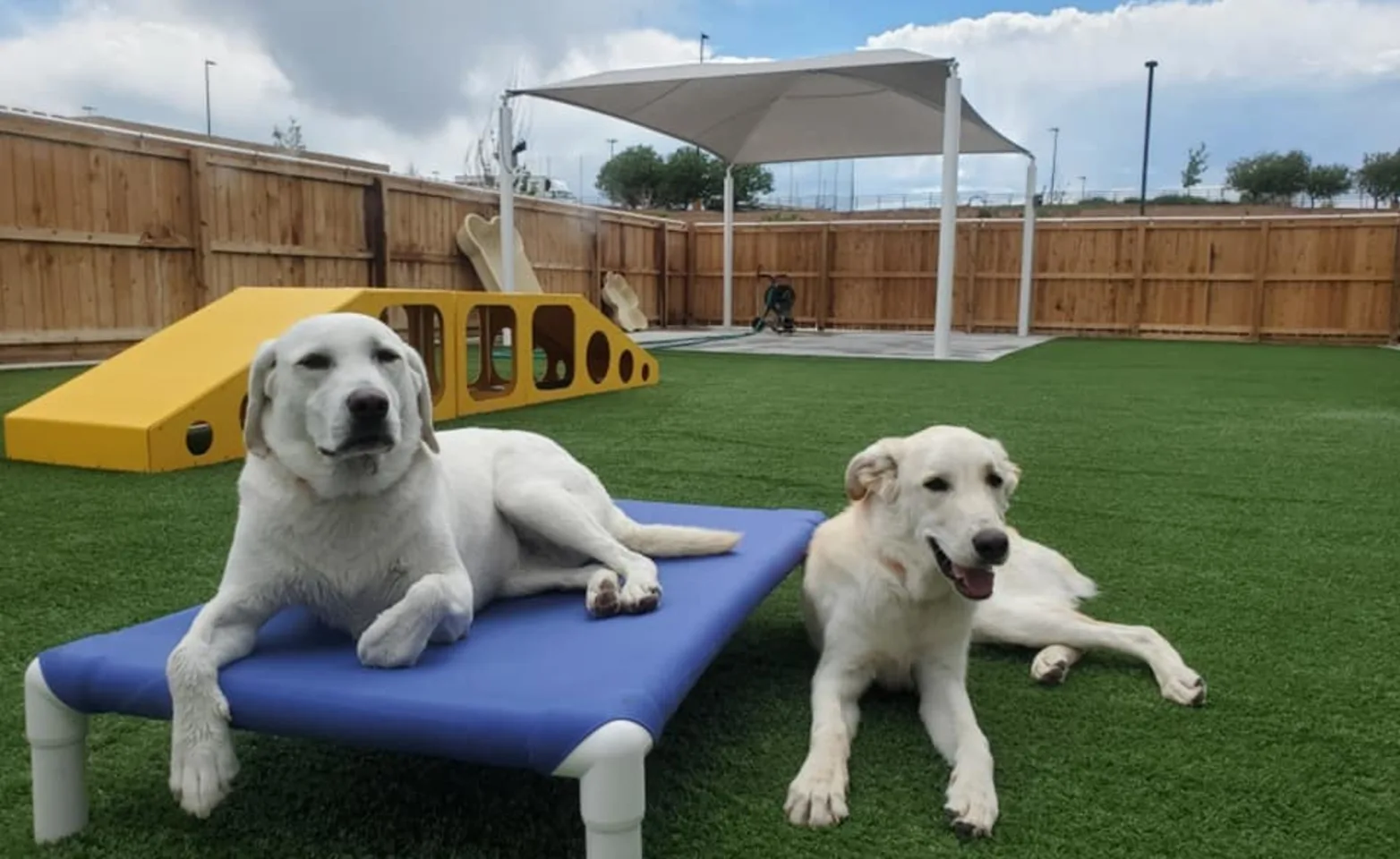 two dogs sitting on grass in the play yard