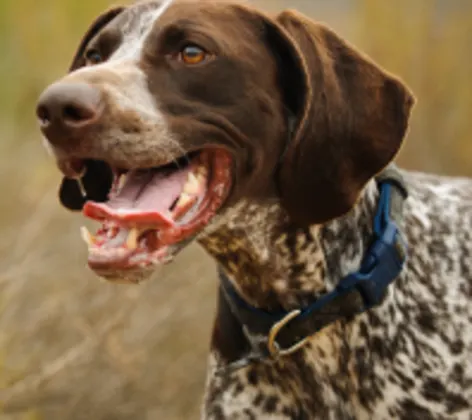 Dog standing in the foreground of a field and smiling Dog standing in the foreground of a field and smiling