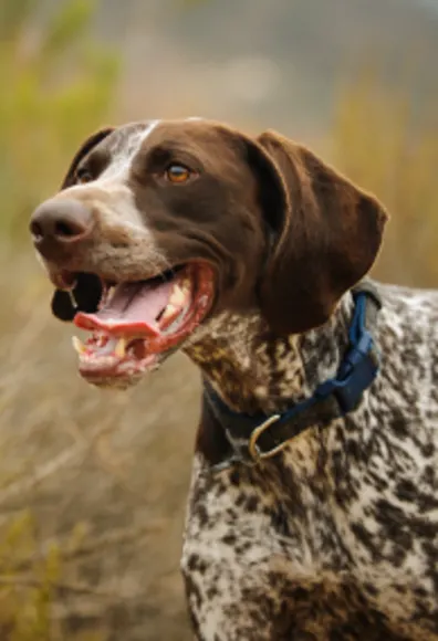 Dog standing in the foreground of a field and smiling