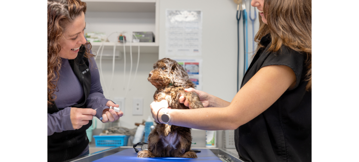 Veterinarian & Tech Preparing to Give a Brown Dog Vaccine