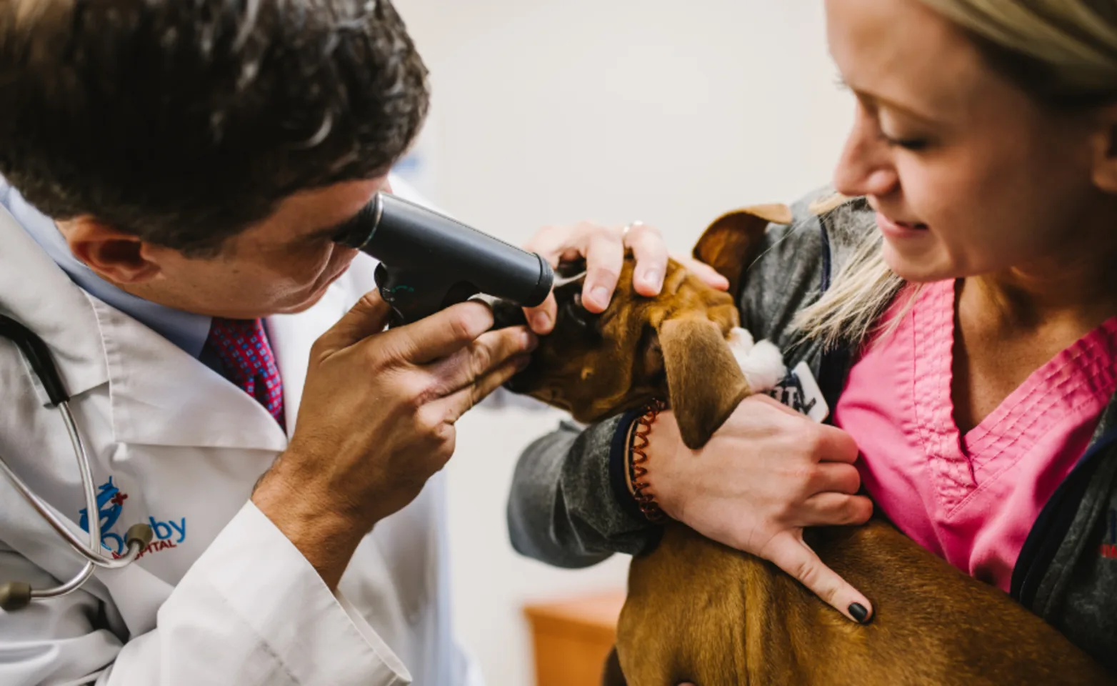 Doctor Examining Dog's Eye While Nurse is Holding Dog Doctor Examining Dog's Eye While Nurse is Holding Dog