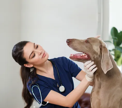 Brachycephalic Airway Syndrome at Animal Specialty & Emergency Center Brachycephalic Airway Syndrome at Animal Specialty & Emergency Center