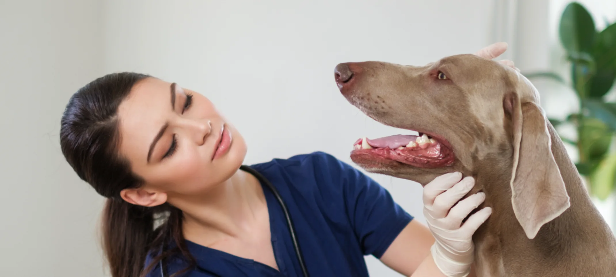 Brachycephalic Airway Syndrome at Animal Specialty & Emergency Center Brachycephalic Airway Syndrome at Animal Specialty & Emergency Center