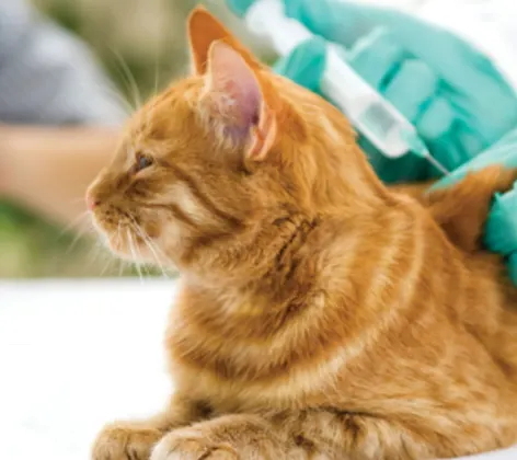 Orange Cat Getting Vaccinated