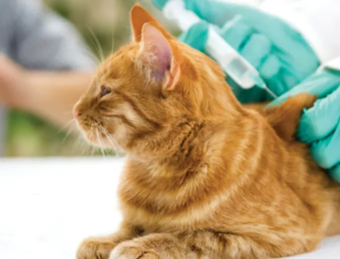 Orange Cat Getting Vaccinated