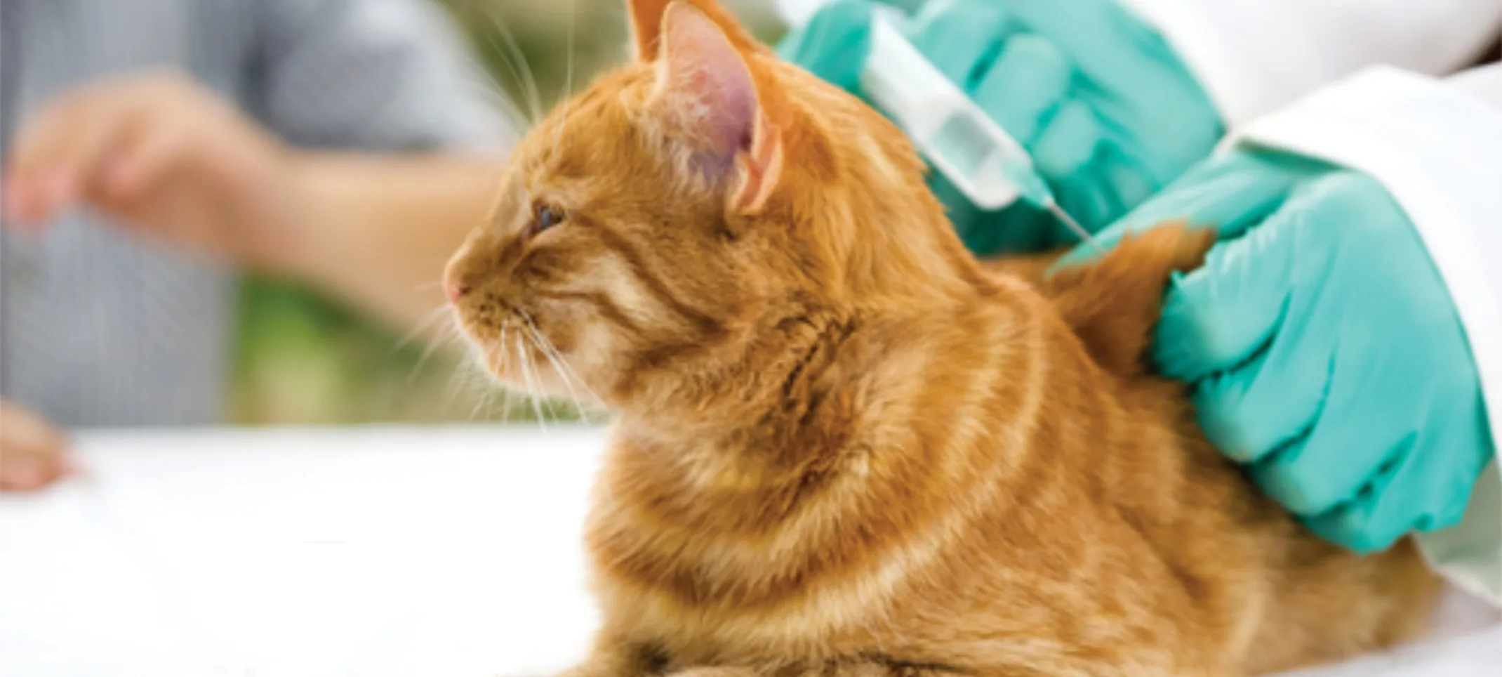 Orange Cat Getting Vaccinated