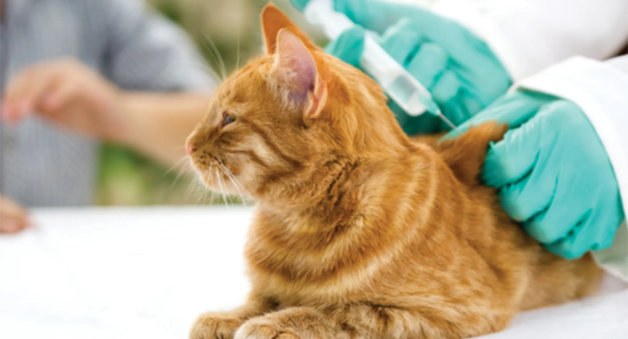 Orange Cat Getting Vaccinated