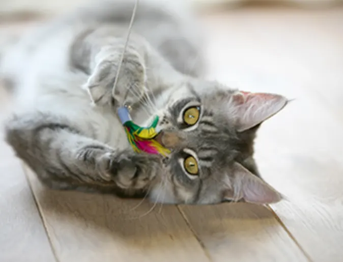 cat with toy cat with toy