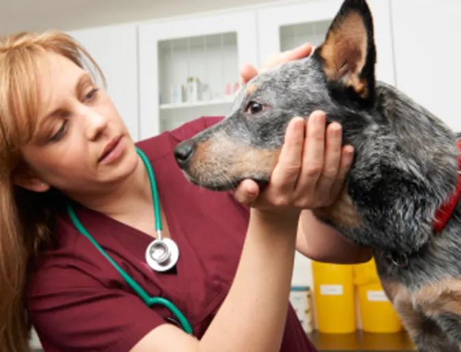Dog examined by vet Dog examined by vet