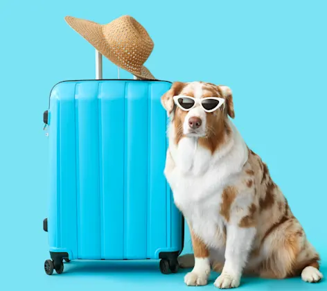 Dog with sunglasses and travel case Dog with sunglasses and travel case
