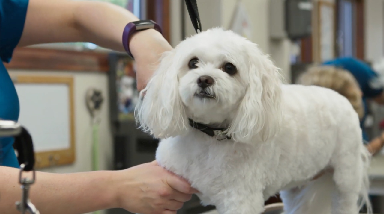 Small white dog getting groomed.