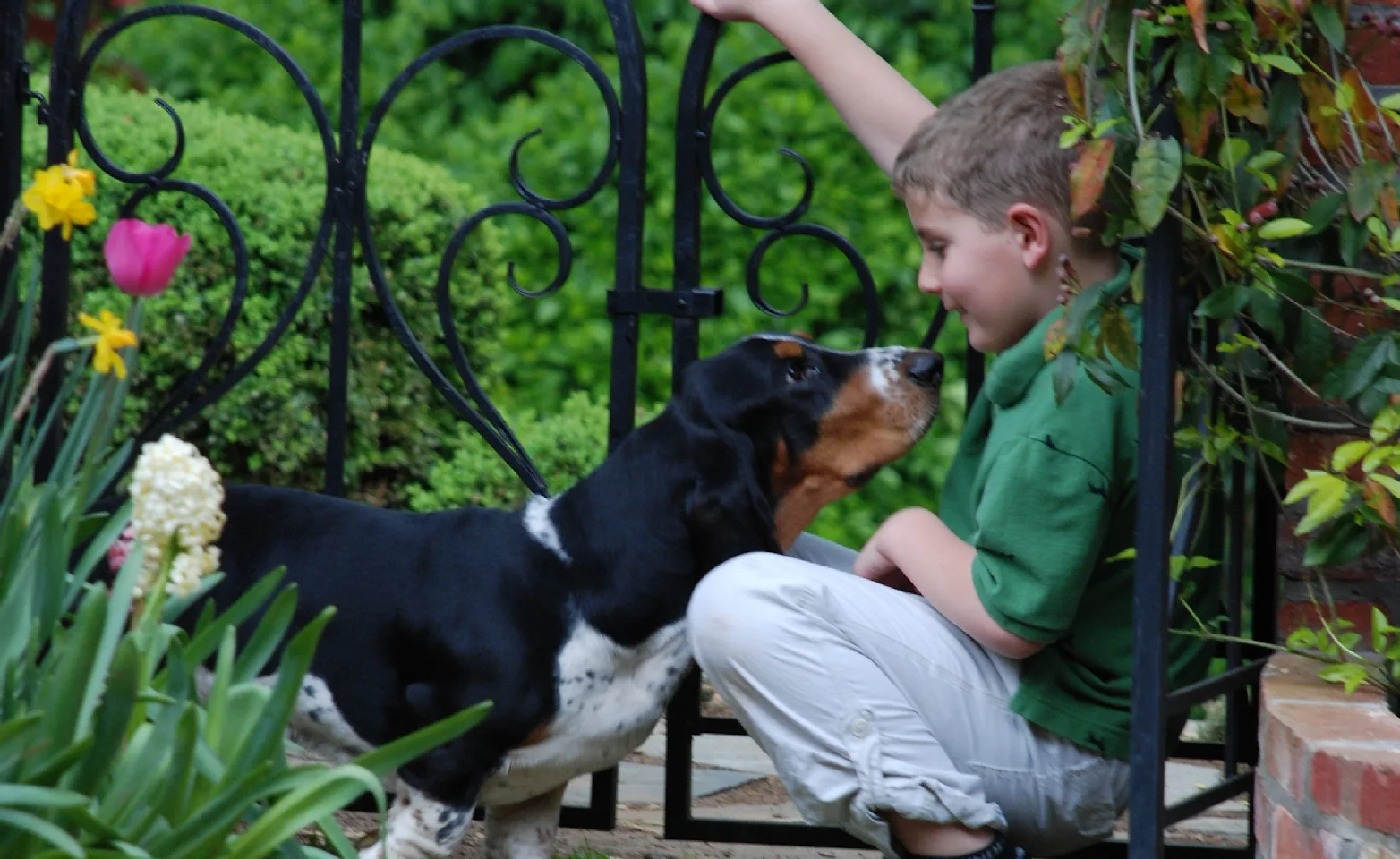 Boy and dog playing