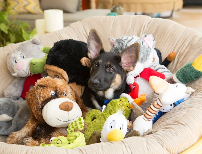 Dog surrounded with toys Dog surrounded with toys