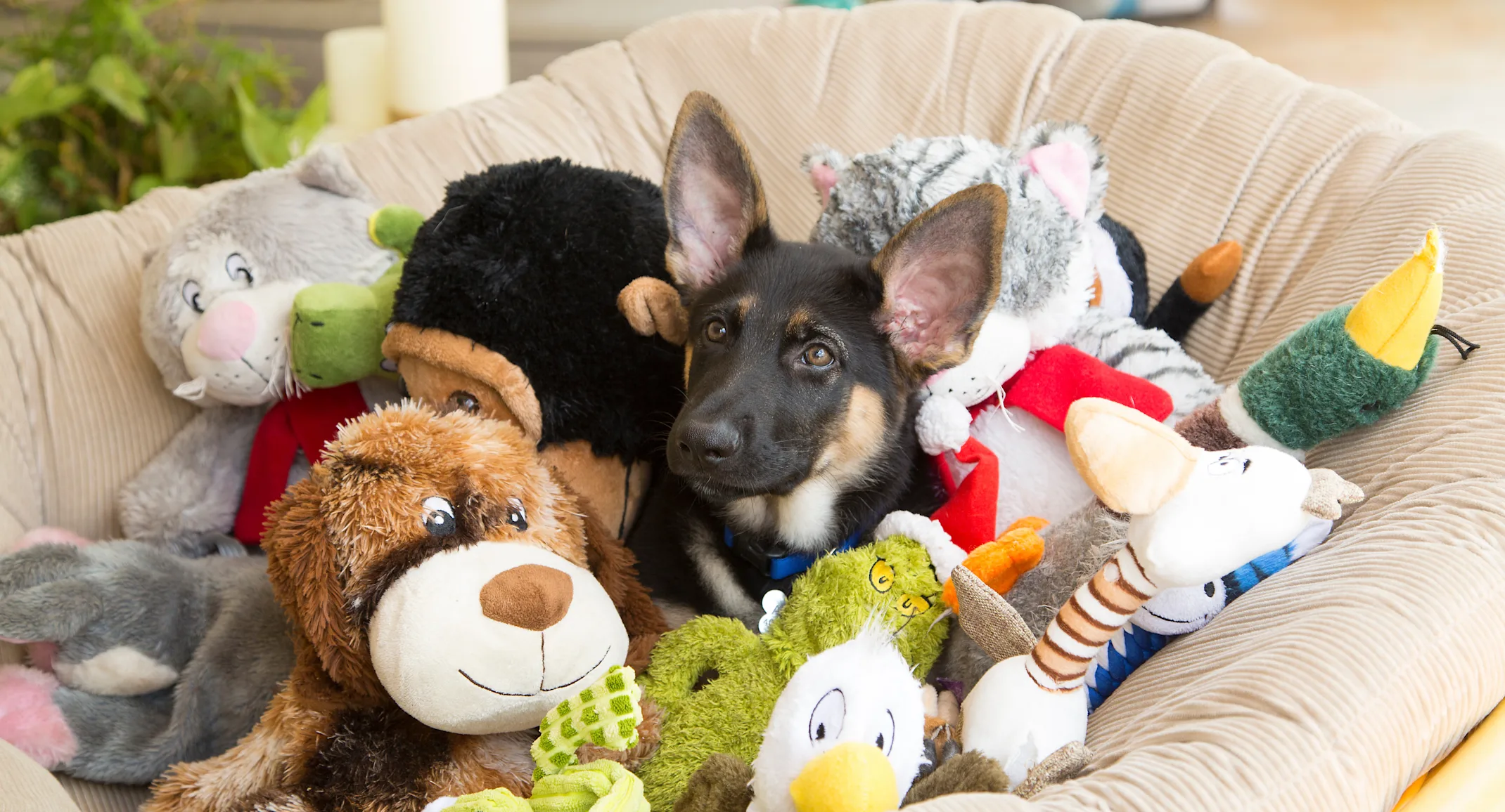 Dog surrounded with toys Dog surrounded with toys
