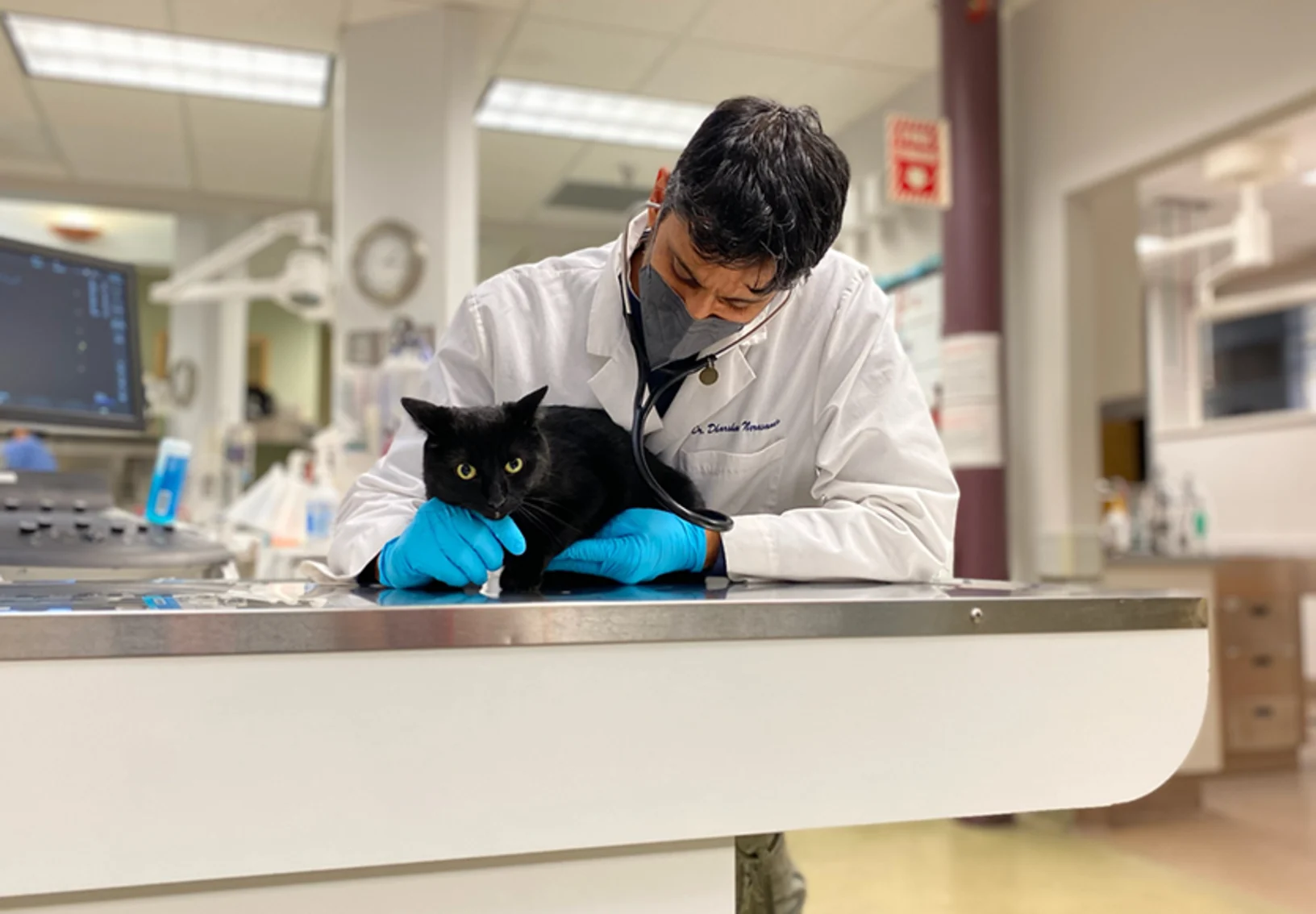 Dr. Neravanda examining a black cat Dr. Neravanda examining a black cat