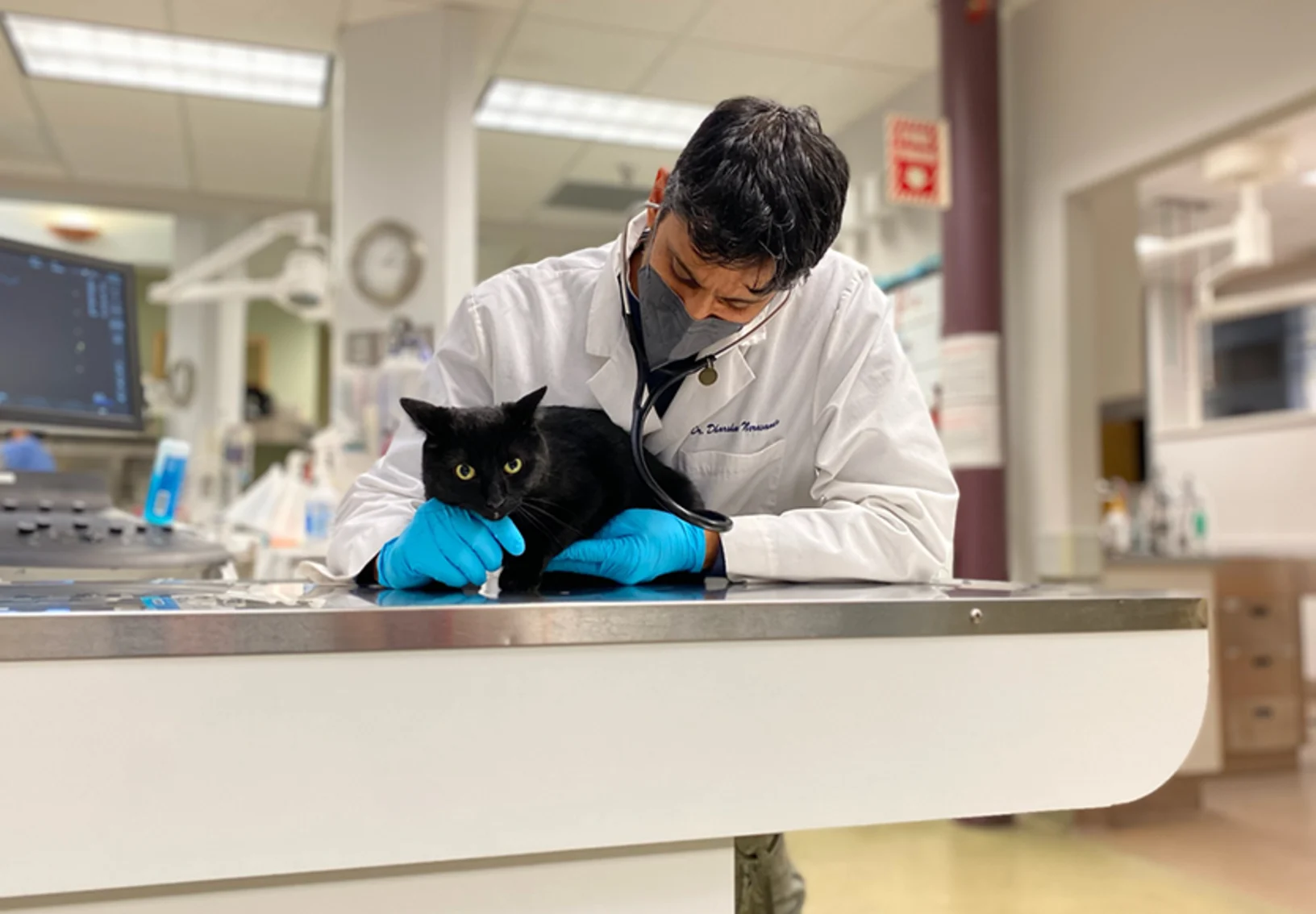 Dr. Neravanda examining a black cat