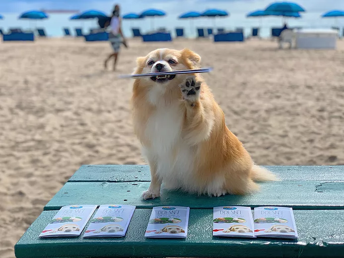 Dog at the beach with Lauderdale Pet Lodge training pamphlets