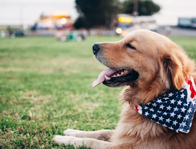 dog laying in a park with an American Flag bandana