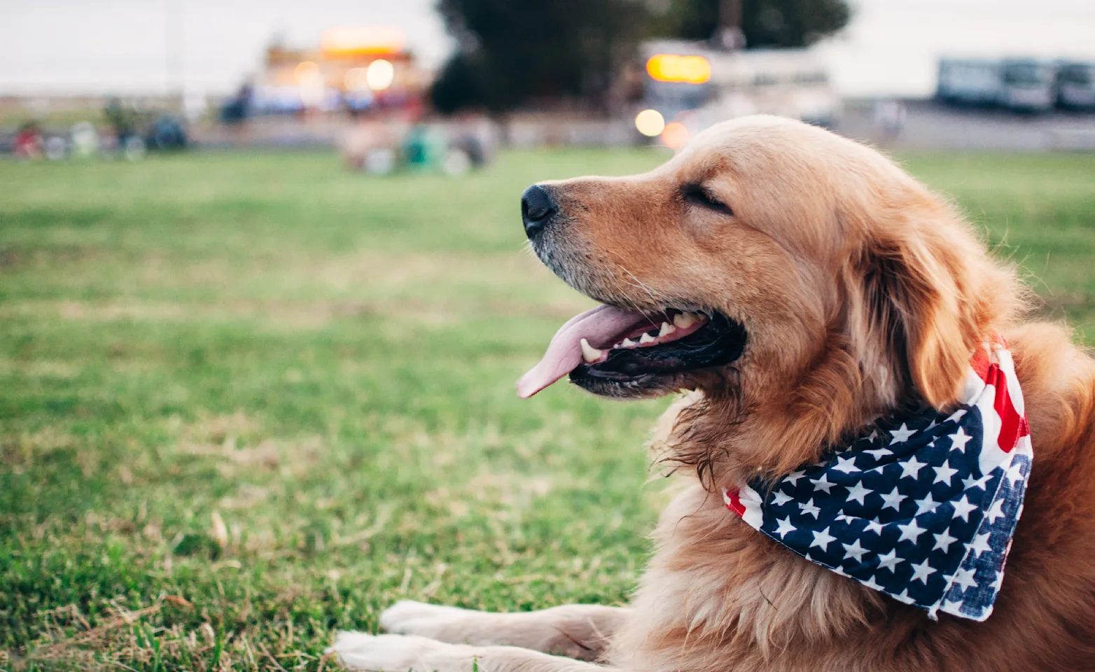 dog laying in a park with an American Flag bandana