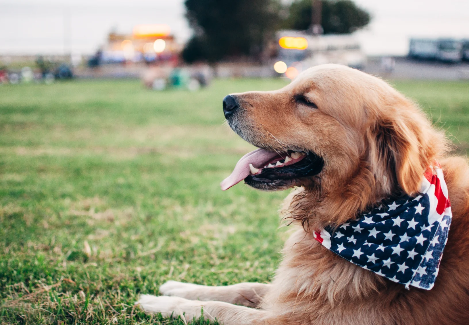 dog laying in a park with an American Flag bandana