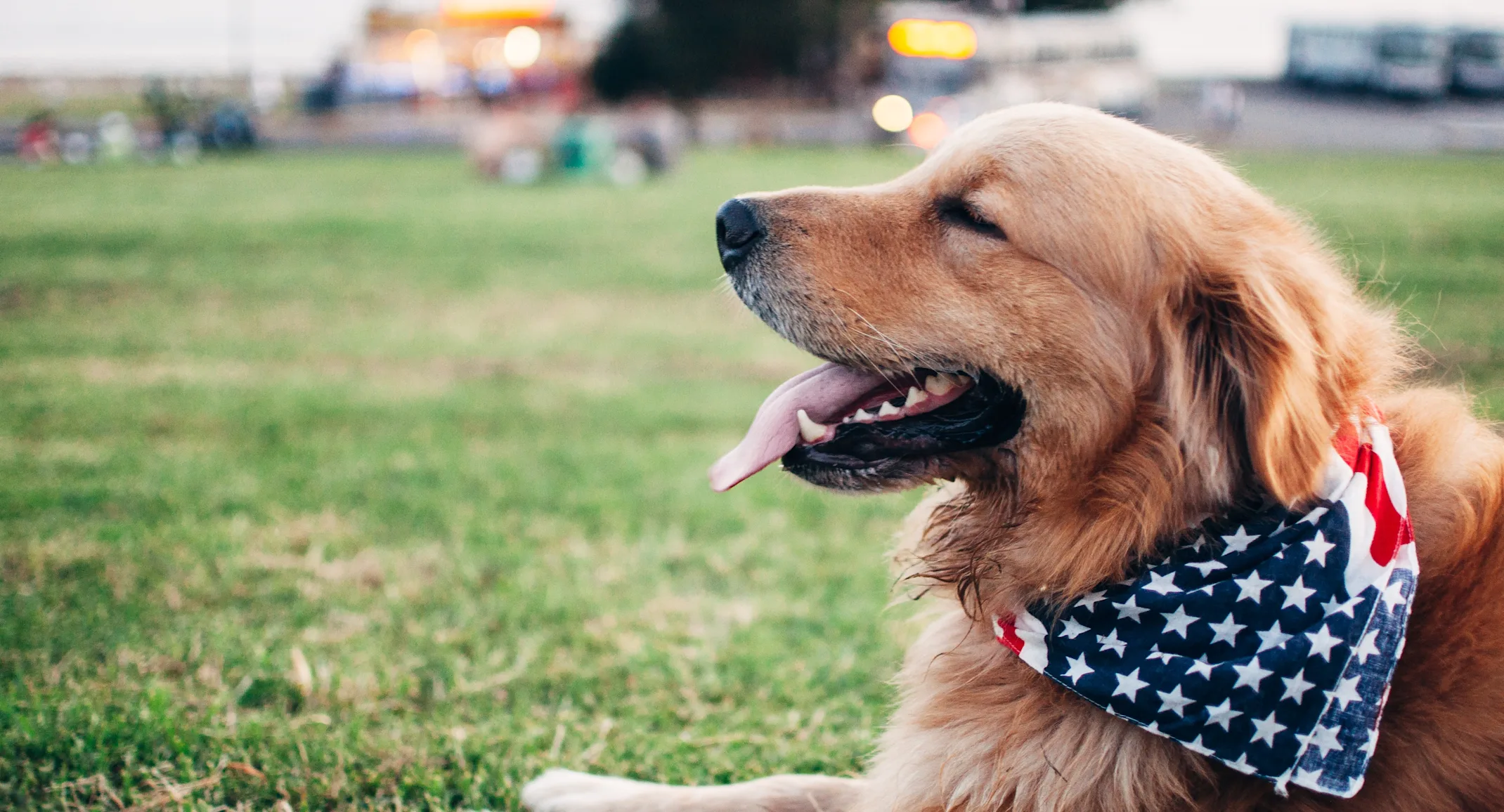dog laying in a park with an American Flag bandana dog laying in a park with an American Flag bandana