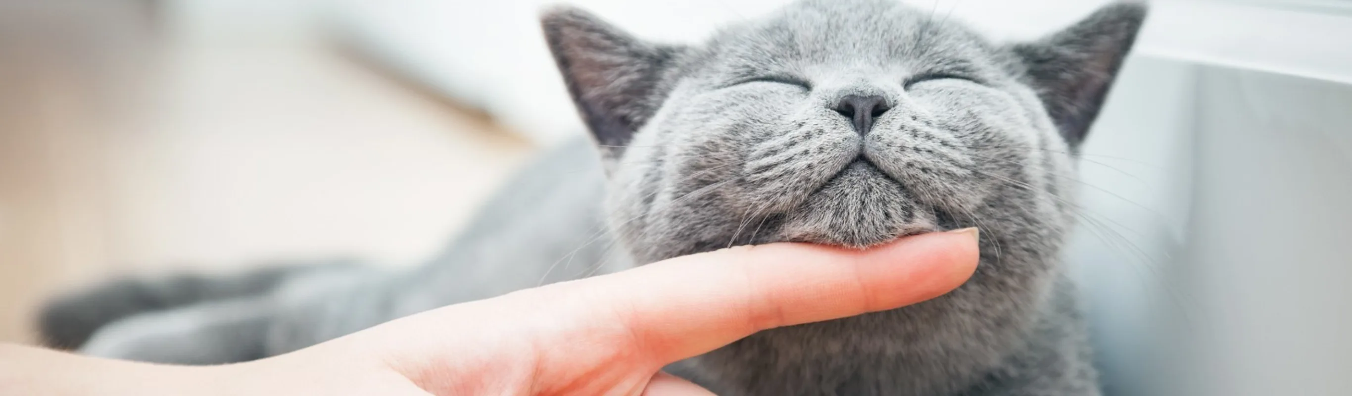 Grey Chin Cat