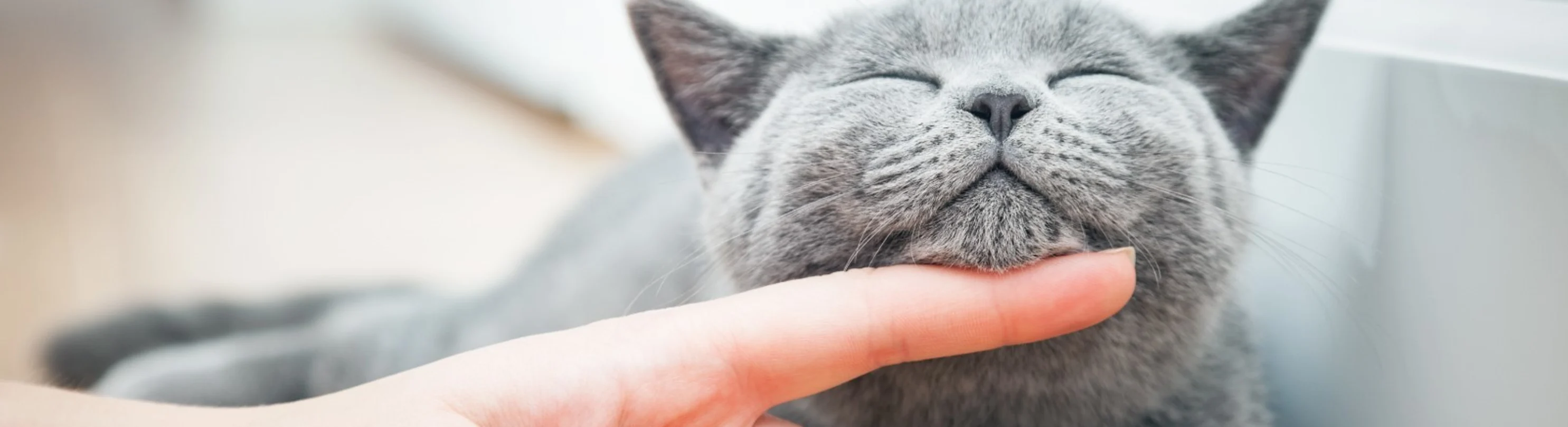 Grey Chin Cat