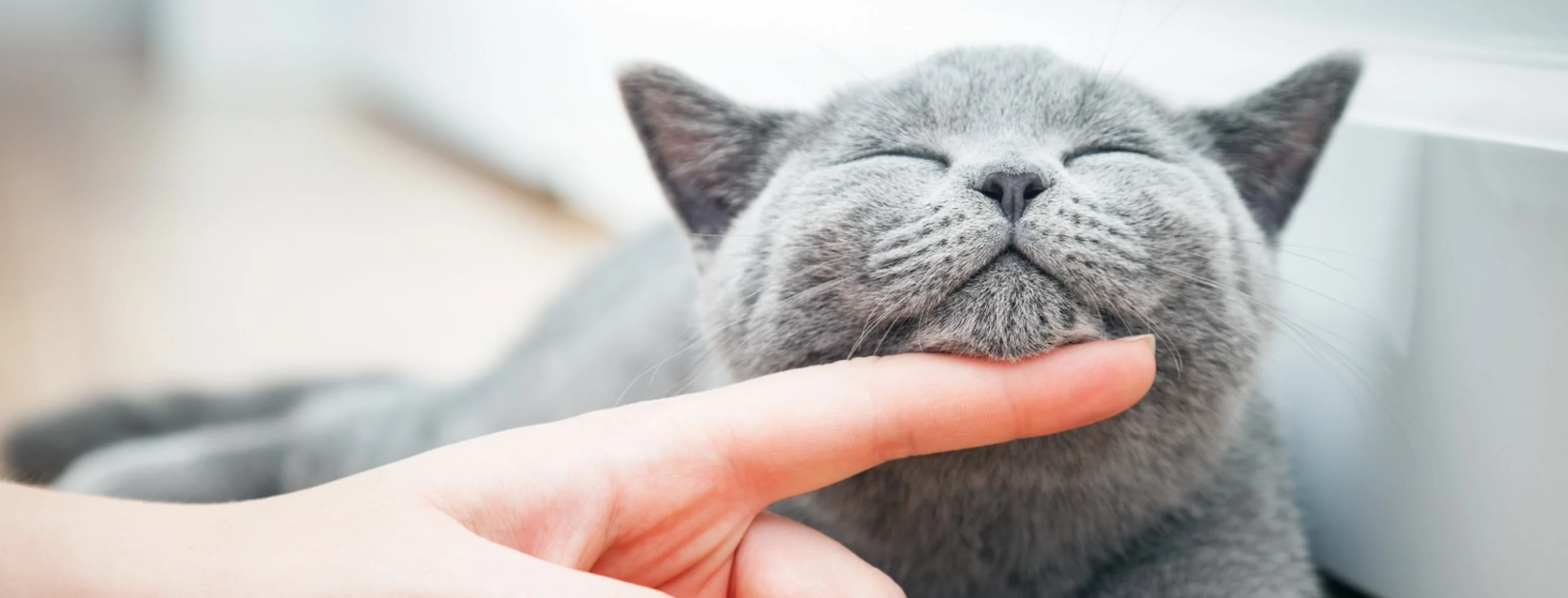 Grey Chin Cat