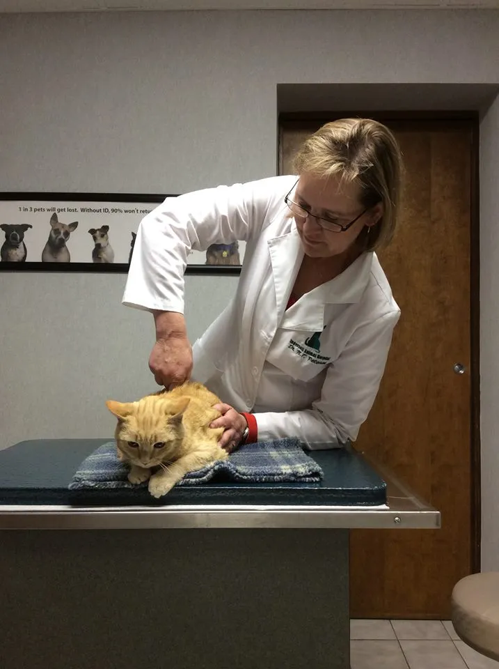 Cat receiving chiropractic help.