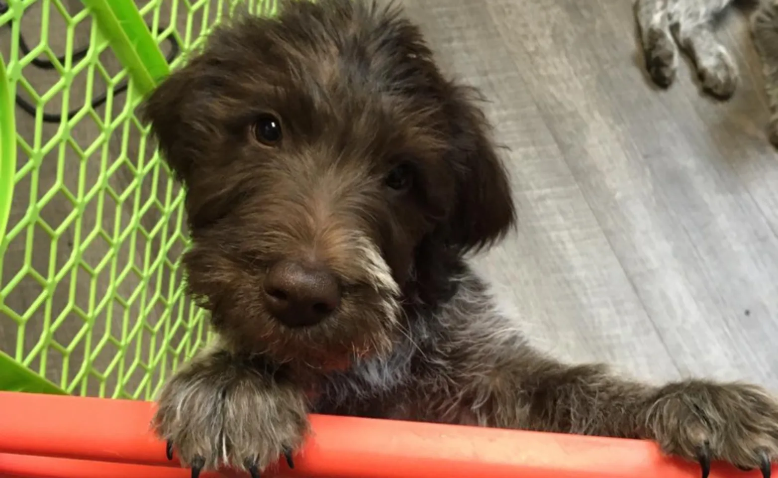 A Brown Puppy Looking Up