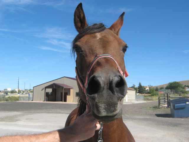 Horse looking straight at camera