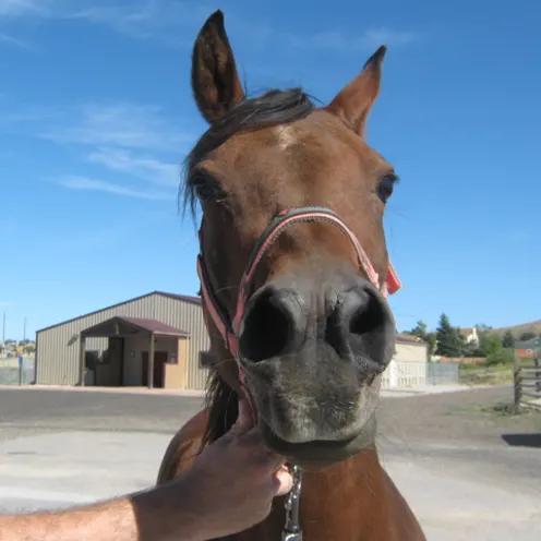 Horse looking straight at camera