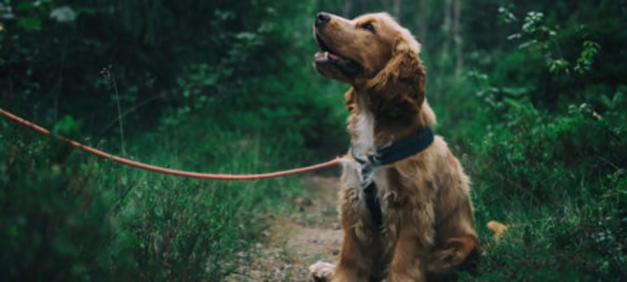 A dog on a leash with trees in the background. A dog on a leash with trees in the background.