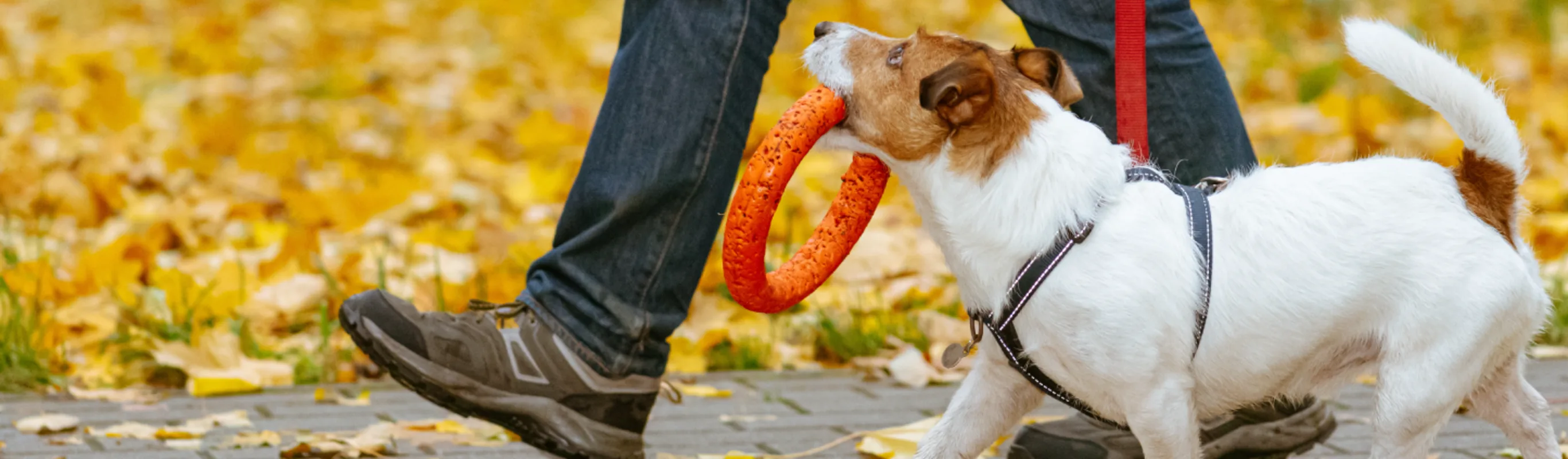 Dog on a walk with toy in mouth Dog on a walk with toy in mouth