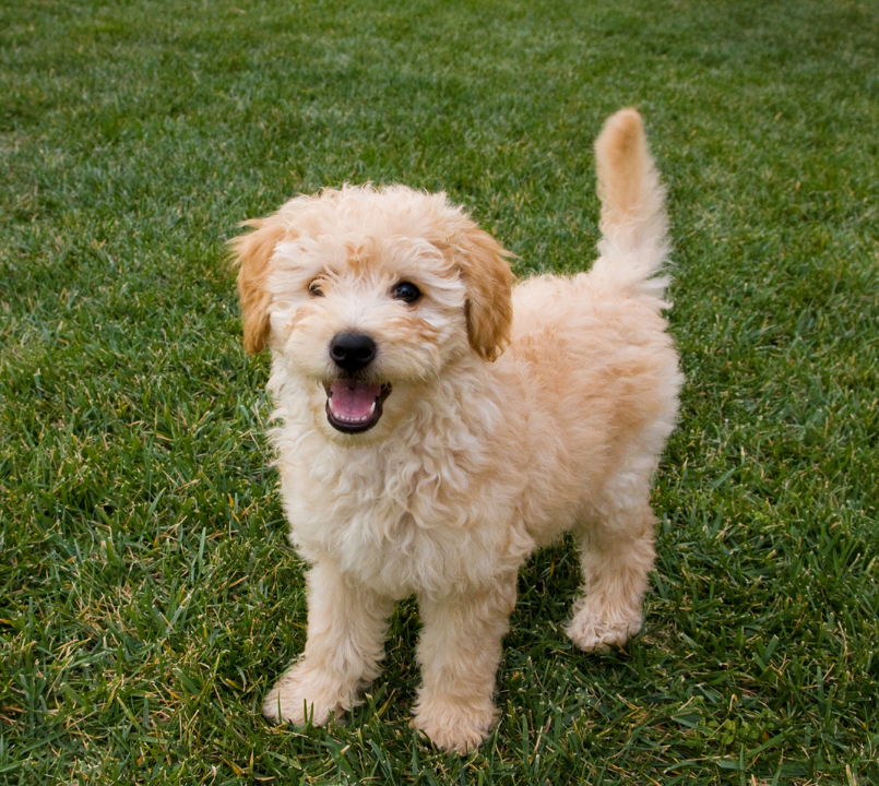 Puppy Standing in the Grass