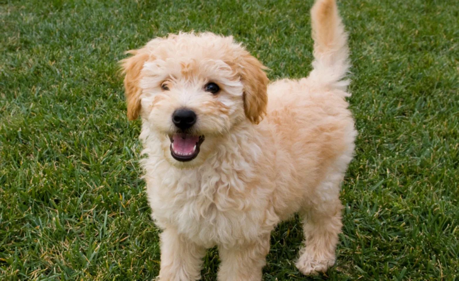 Puppy Standing in the Grass Puppy Standing in the Grass