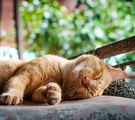 Cat smiling and laying on patio outside Cat smiling and laying on patio outside