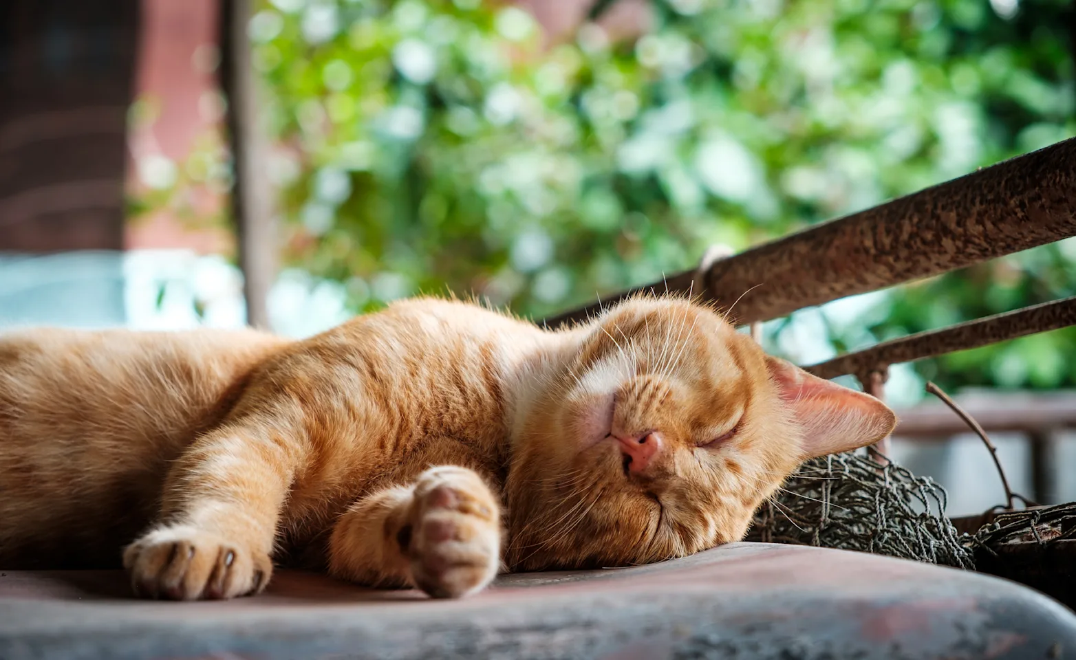 Cat smiling and laying on patio outside