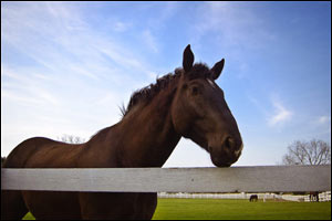 horse and white fence