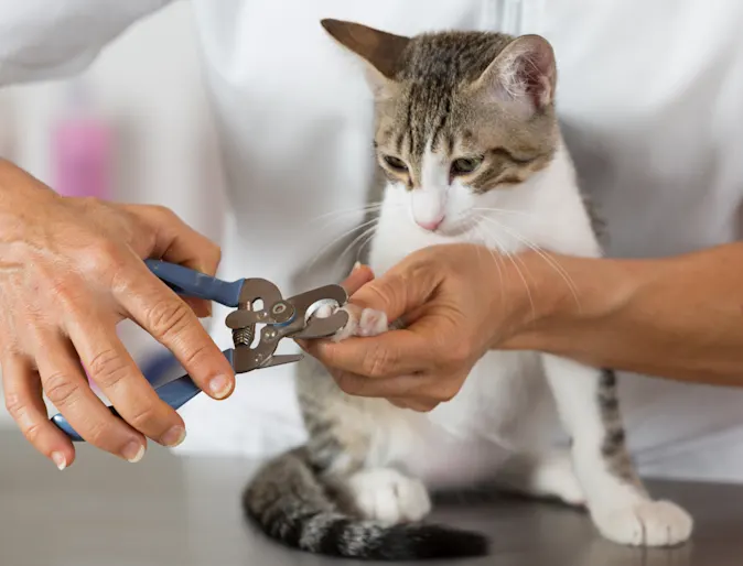 Cat clipping nails