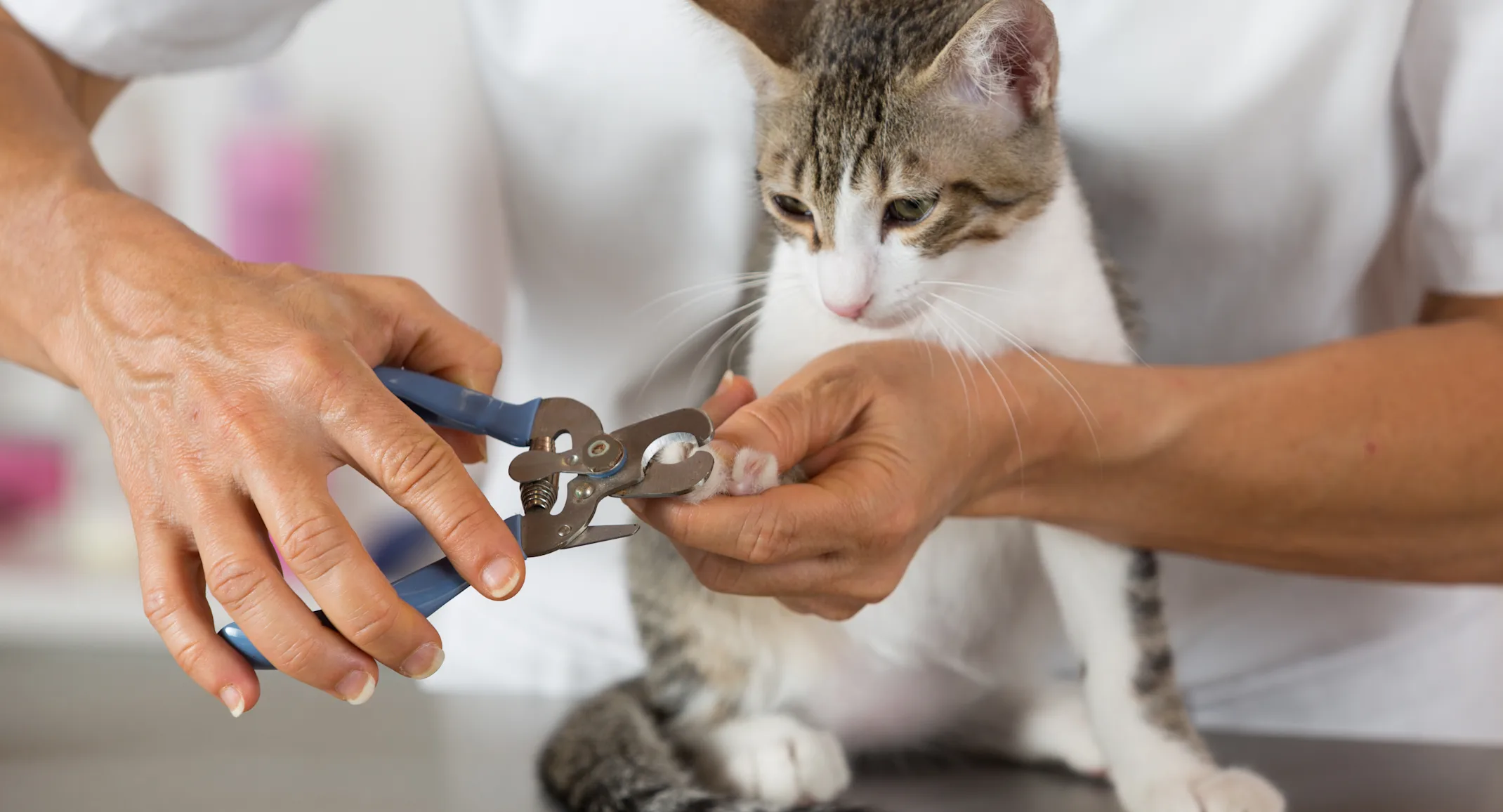 Cat clipping nails