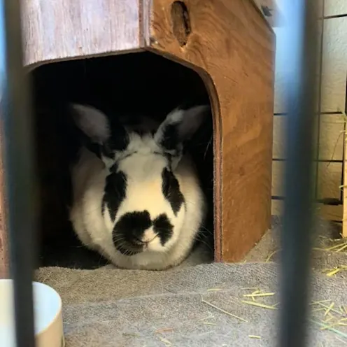 Bunny in house Bunny in house