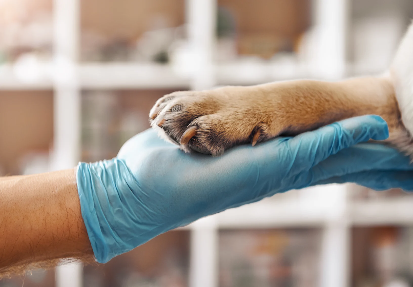 dog paw on top of staff member's hand wearing glove dog paw on top of staff member's hand wearing glove