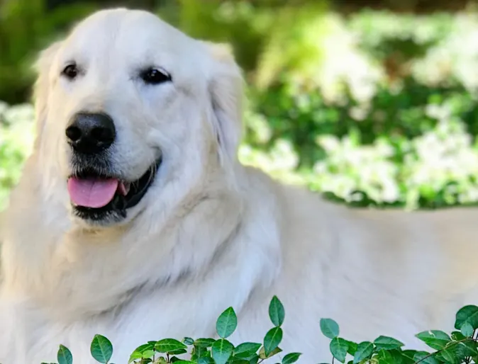 Duke, the beloved companion Duke, the beloved companion