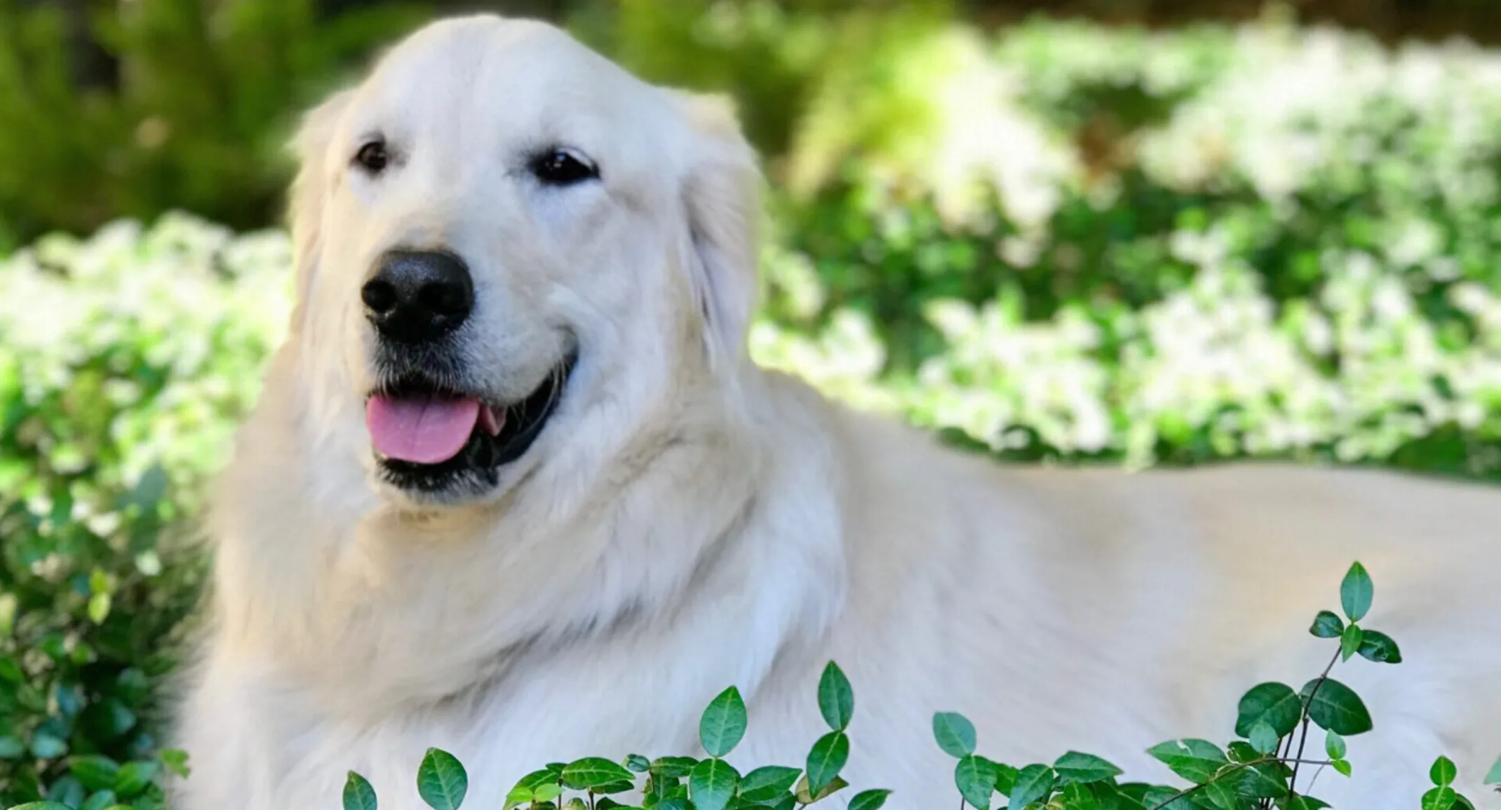 Duke, the beloved companion Duke, the beloved companion
