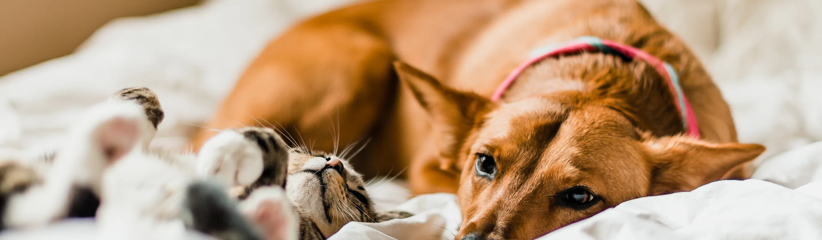 Dog and cat laying down on a blanket 