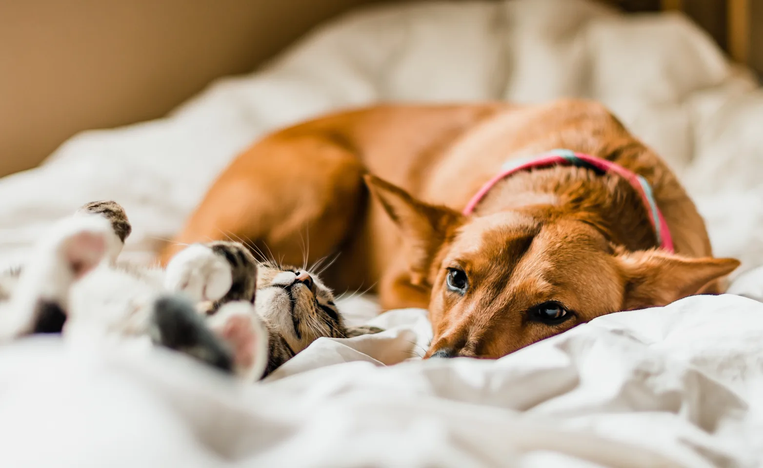 Dog and cat laying down on a blanket 