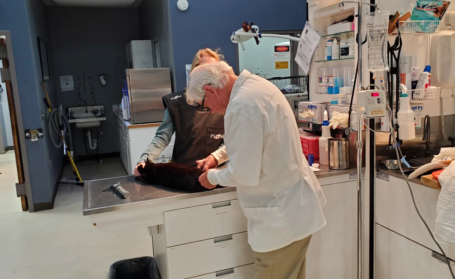2 doctors tending to a black cat 2 doctors tending to a black cat